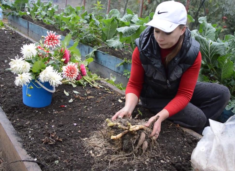Когда выкапывать георгины и как их хранить