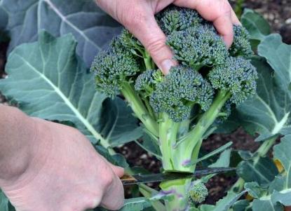 Как сажать брокколи и ухаживать за ней, чтобы получить хороший урожай