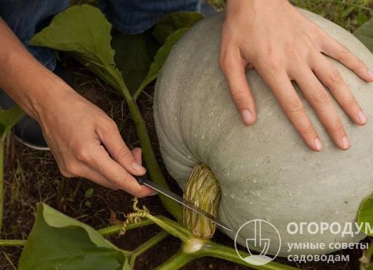 Когда убирать тыкву с грядки на хранение