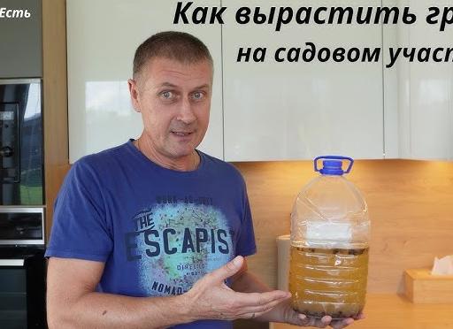 Как вырастить грибы на садовом участке