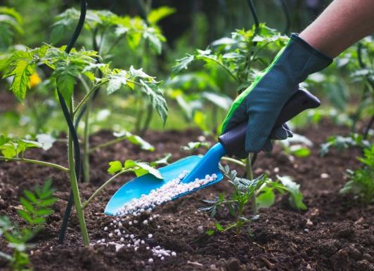 Чем подкормить помидоры после высадки в теплицу и открытый грунт