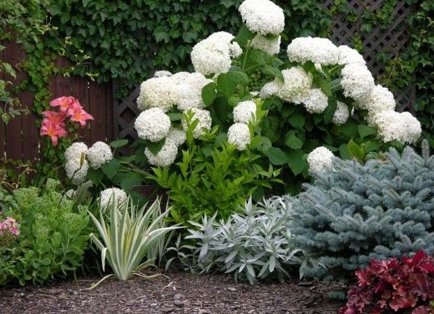 Гортензия: виды, посадка и уход