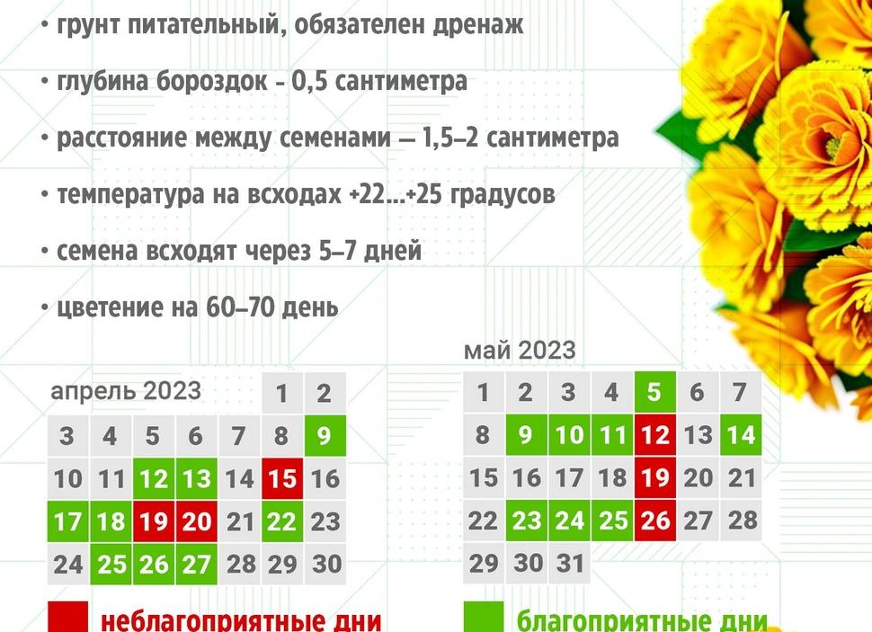 Когда сажать бархатцы на рассаду и как это делать