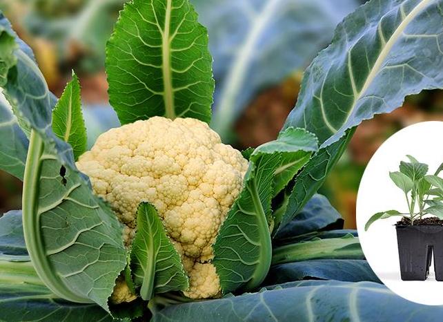 Когда сажать цветную капусту на рассаду и как это делать