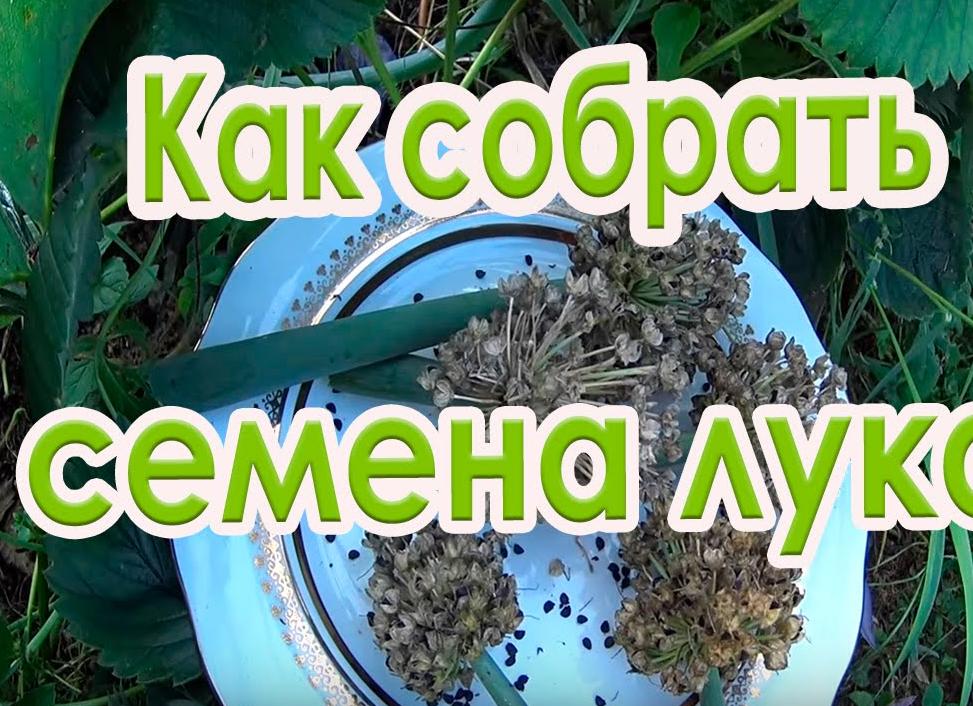 Как собрать семена лука и когда это делать