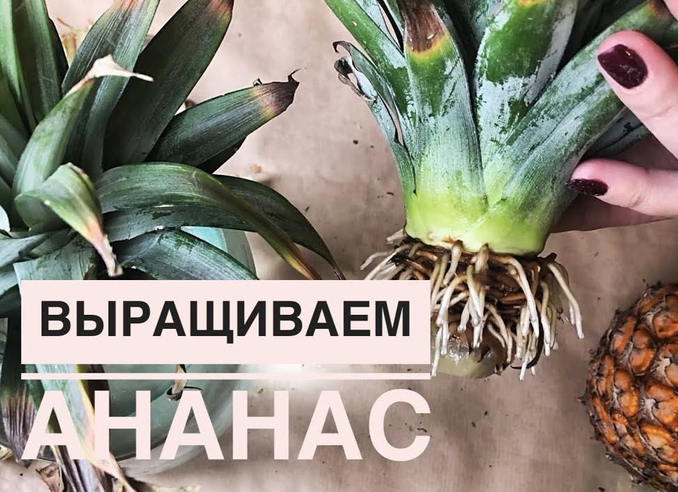 Как вырастить ананас в домашних условиях: пошаговая инструкция