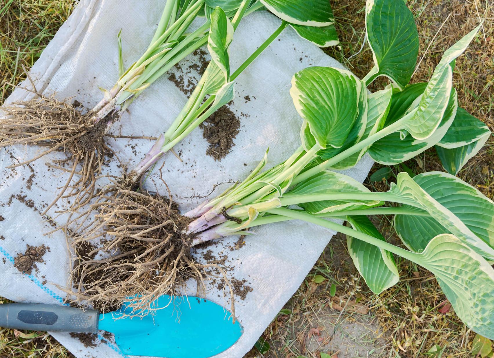 Когда и как пересаживать хосту