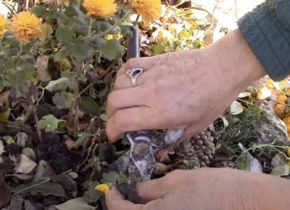 Как укрыть хризантемы на зиму