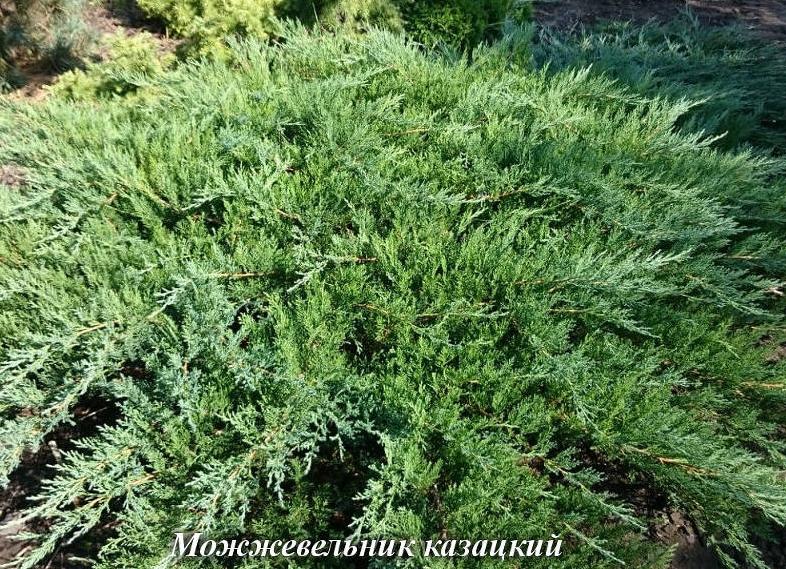 Как сажать можжевельник и ухаживать за ним