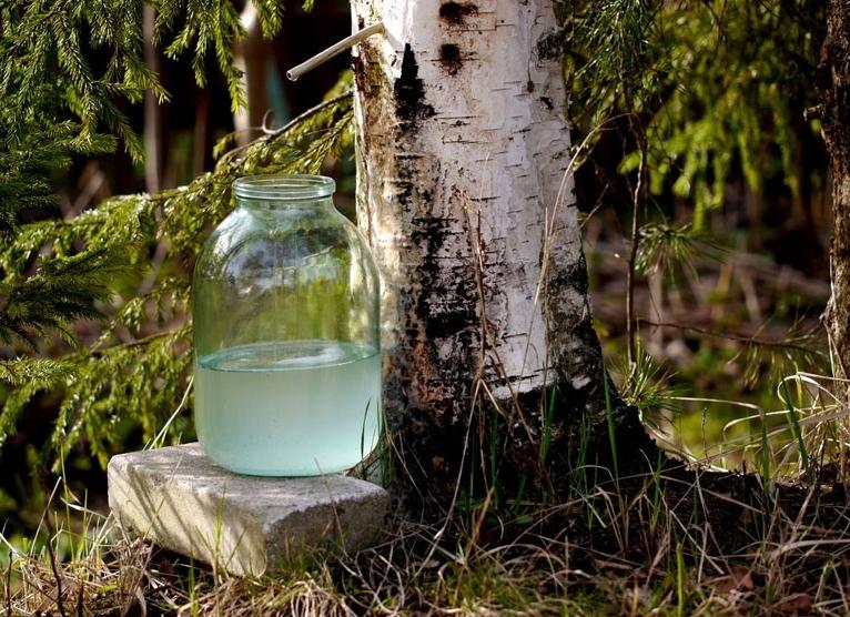 Когда и как собирать берёзовый сок