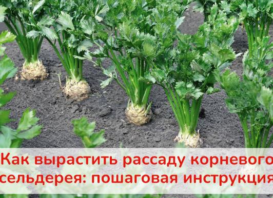 Когда сажать сельдерей на рассаду и как правильно это делать